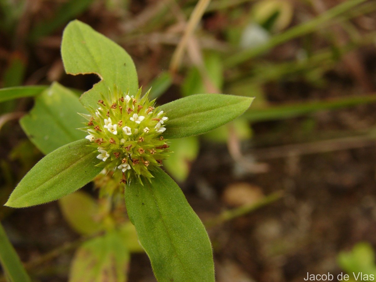 Mitracarpus hirtus (L.) DC.